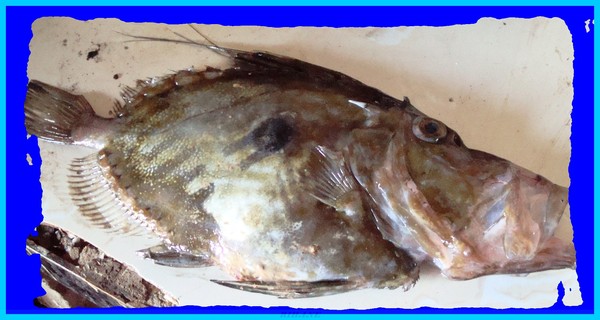 Saint pierre (neocyttus rhomboidalis)